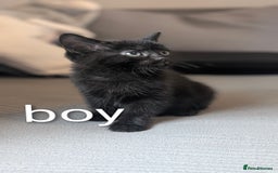 Mixed Breed cats for sale: 🐾 Two adorable kittens boys looking for home - Image 6