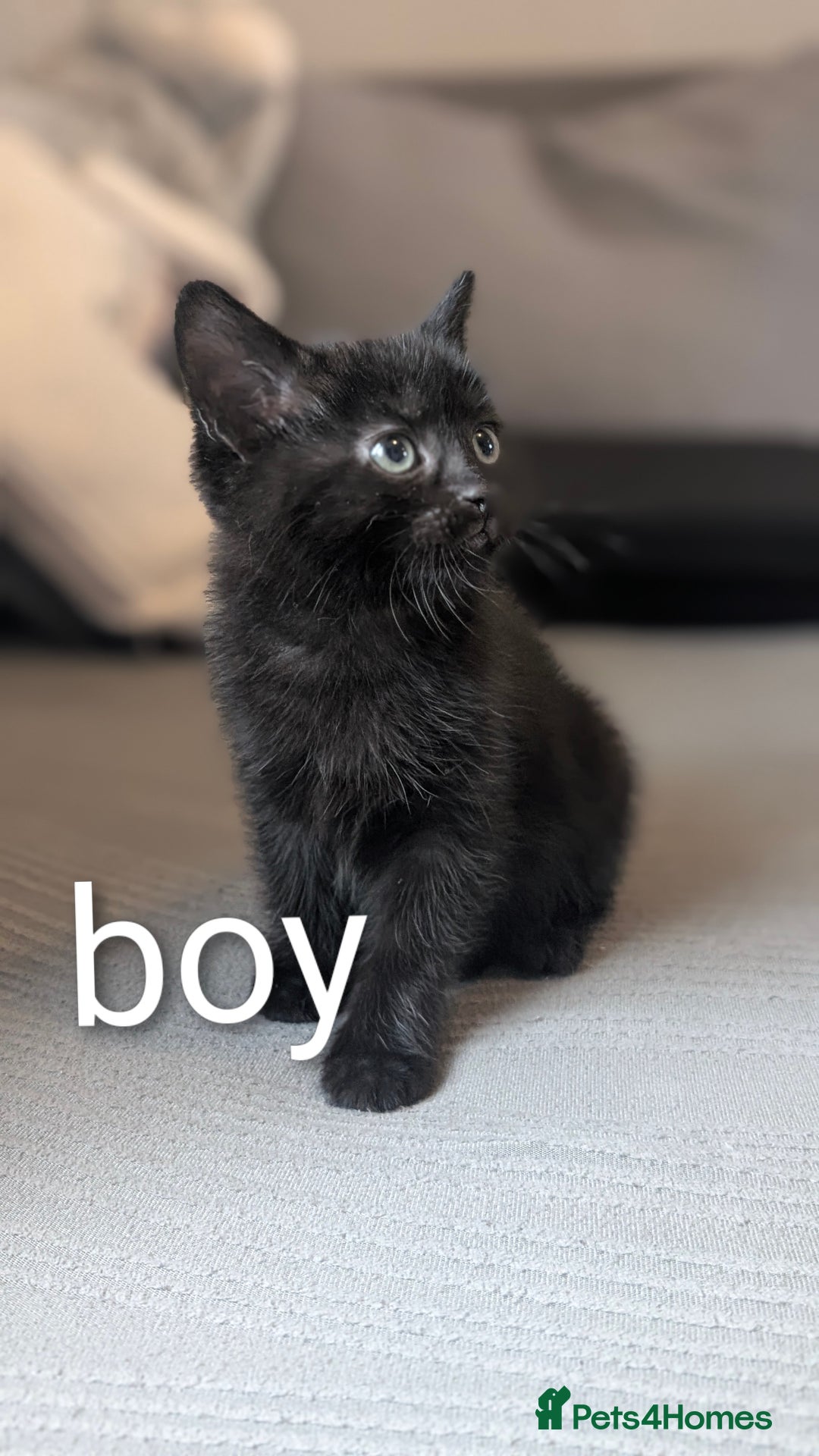 Mixed Breed cats for sale: 🐾 Two adorable kittens boys looking for home - Image 6