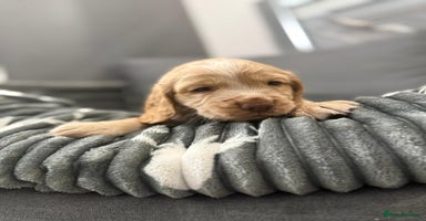 Cocker Spaniel dogs Cocker spaniel puppies - Advert 13