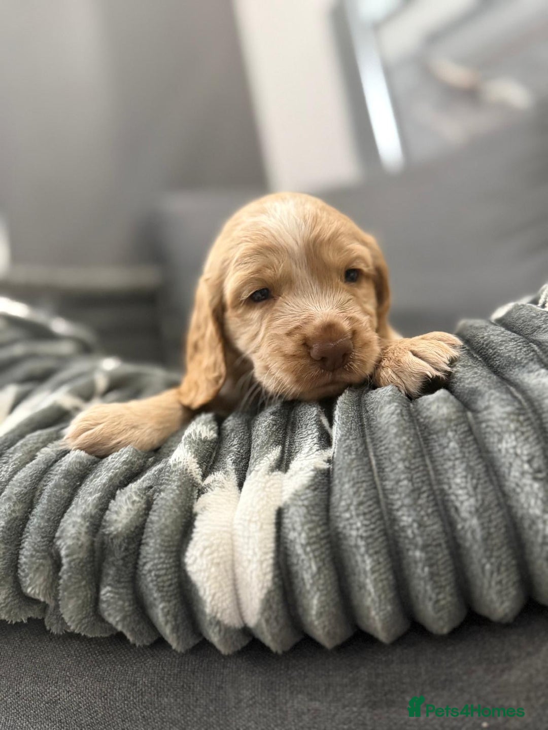 Cocker Spaniel dogs for sale: Cocker spaniel puppies - Advert 3