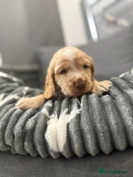 Cocker Spaniel dogs Cocker spaniel puppies - Advert 13