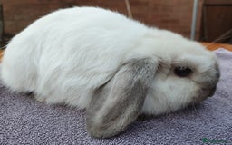 Mini Lop rabbits for sale: Friendly Baby rabbits  Vac RHD2 YURVAC - Image 12