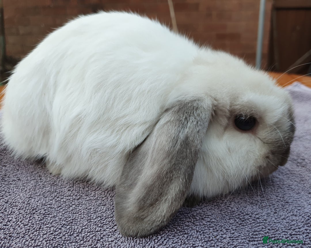Mini Lop rabbits for sale: Friendly Baby rabbits  Vac RHD2 YURVAC - Image 12