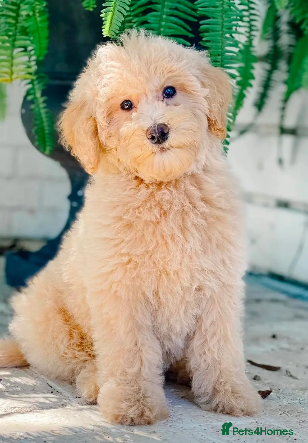 Schnoodle dogs for sale: Schnoodle puppies - Advert 10