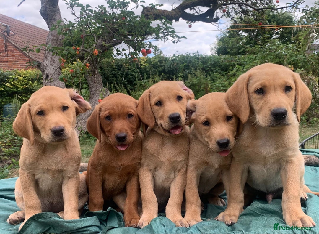 Labrador Retriever dogs for stud: PROVEN KC Fox Red Health Tested Labrador Stud Dog in Chippenham - Image 7