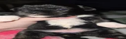Lhasa Apso dogs for sale: Beautiful Litter of Lhasa Apso - Advert 8