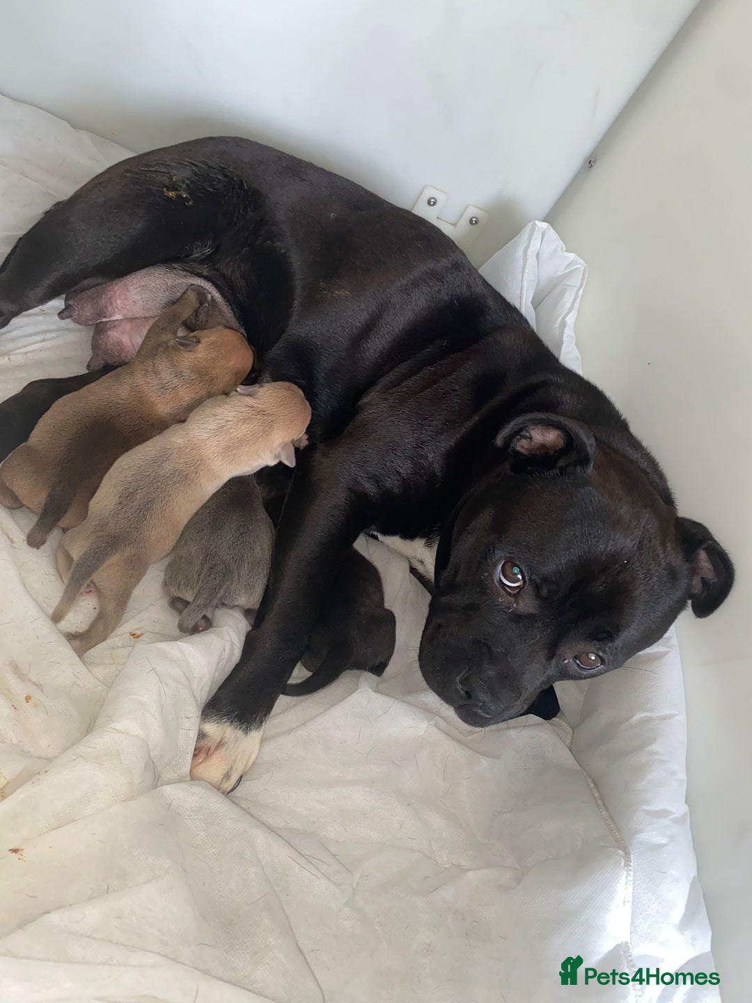 Staffordshire Bull Terrier dogs for sale: Staffordshire Bull Terrier Puppies – Rare colours - Image 1