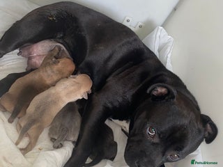 Staffordshire Bull Terrier dogs - Advert 7