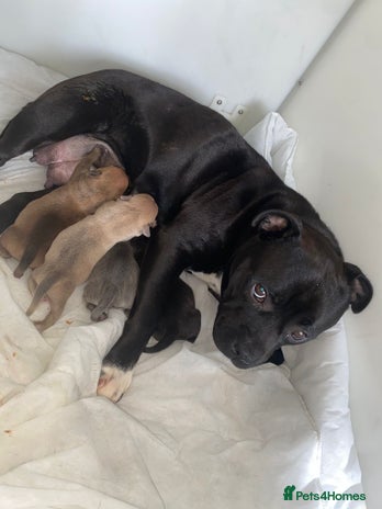 Staffordshire Bull Terrier dogs - Advert 9