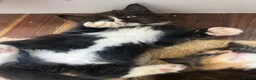 Mixed Breed cats for sale: 4 gorgeous fluffy rag doll mixed kittens - Advert 16
