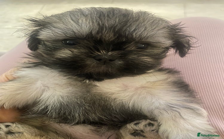 Shih Tzu dogs - Advert 7