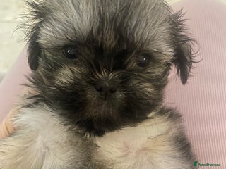 Shih Tzu dogs - Advert 16