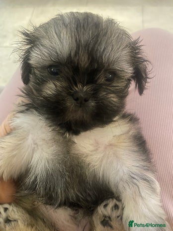 Shih Tzu dogs - Advert 7