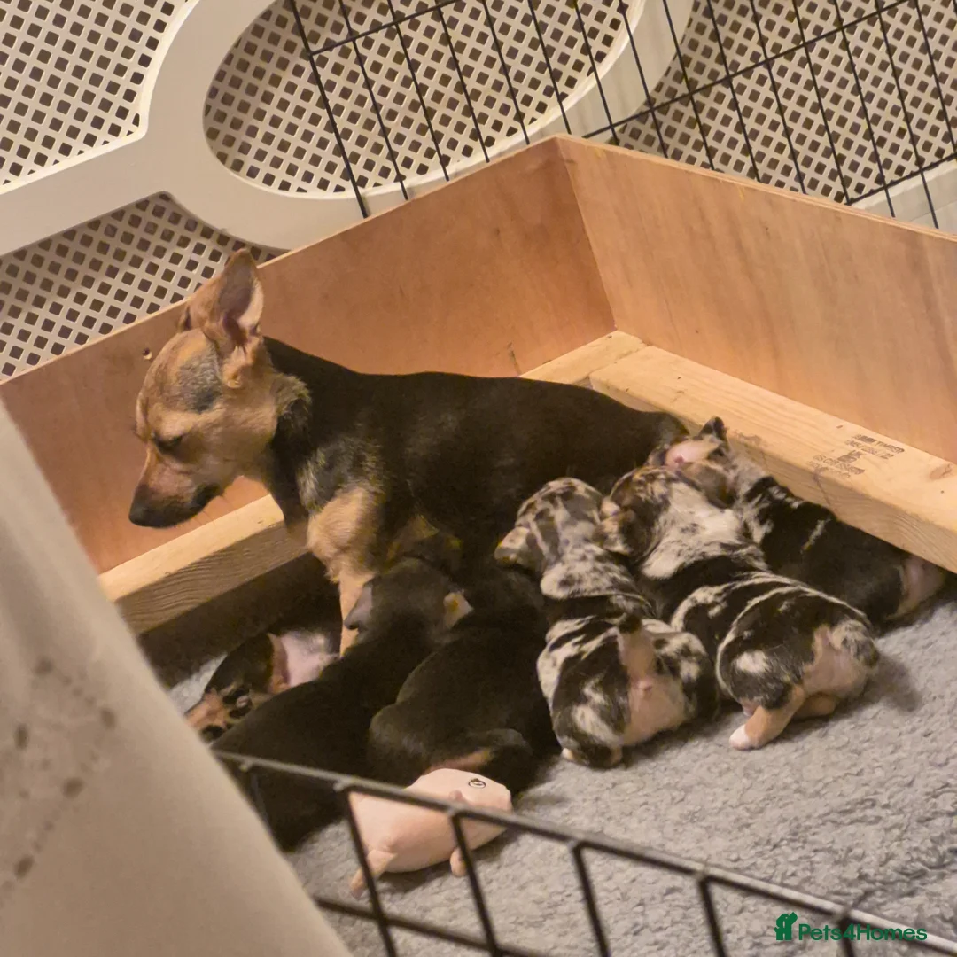Jack Russell dogs for sale: 1 blue merle boy - Advert 1