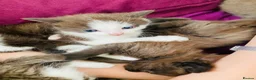 Mixed Breed cats for sale: Five beautiful kittens  - Advert 8