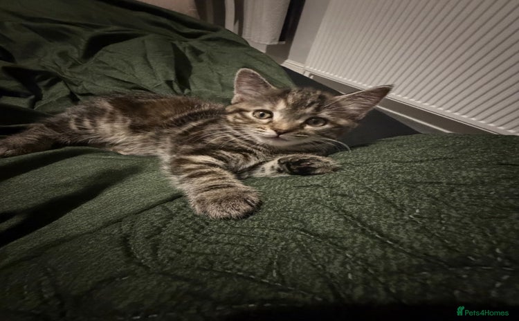 Mixed Breed cats - Advert 9