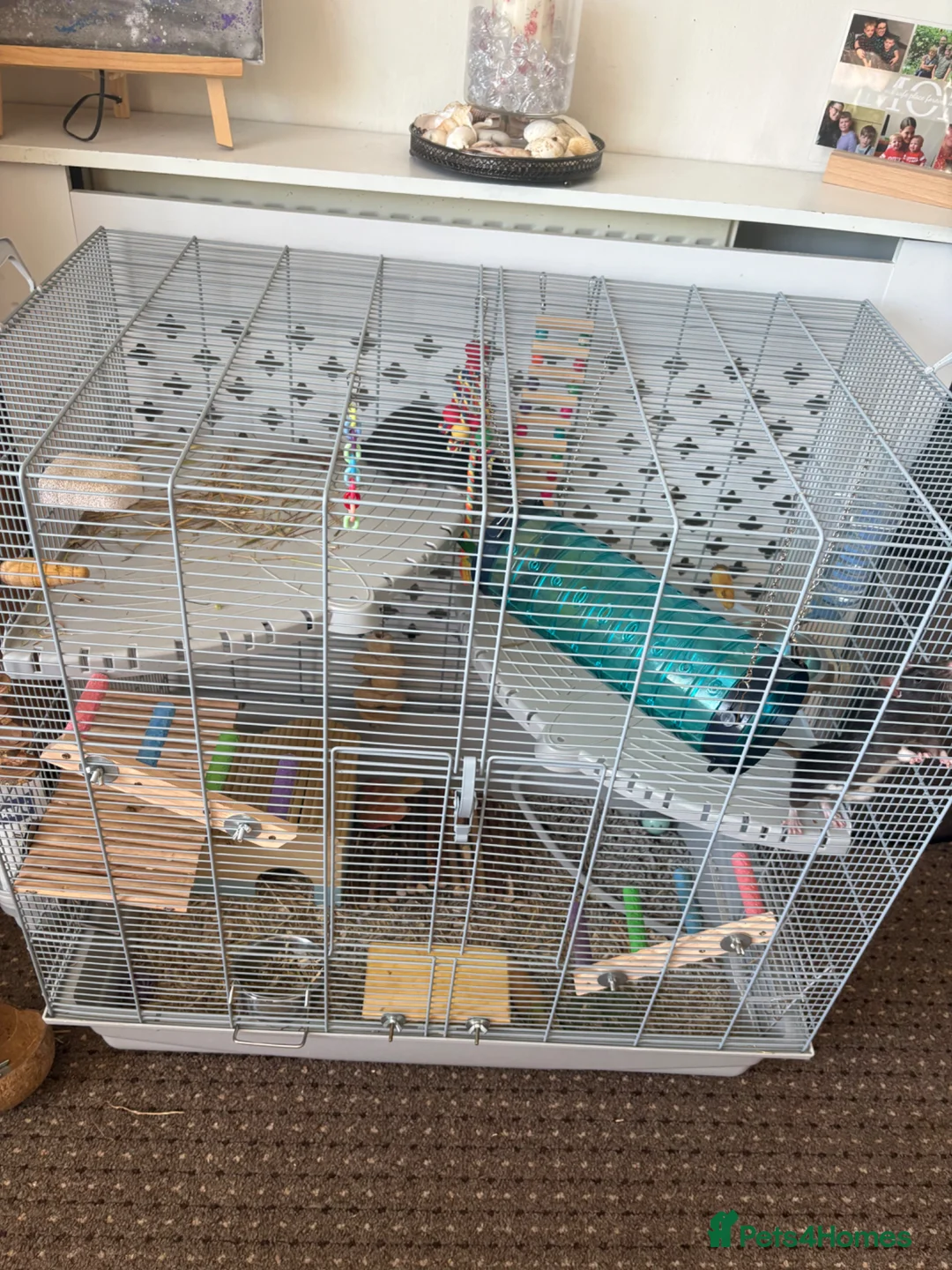 Rat rodents for sale: 2 Female Rats  - Advert 5