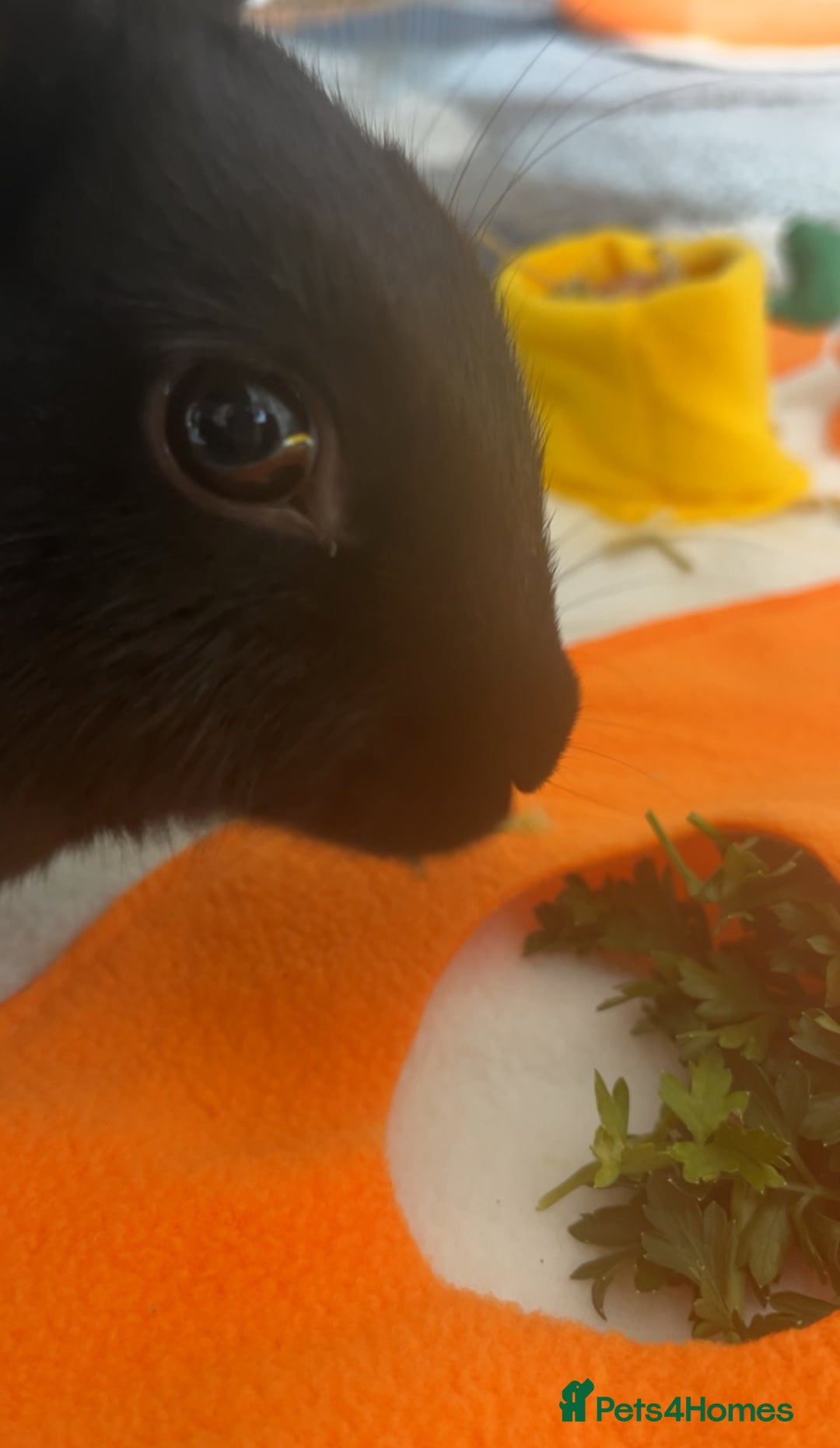 Netherland Dwarf rabbits for sale: rabbit - Advert 2