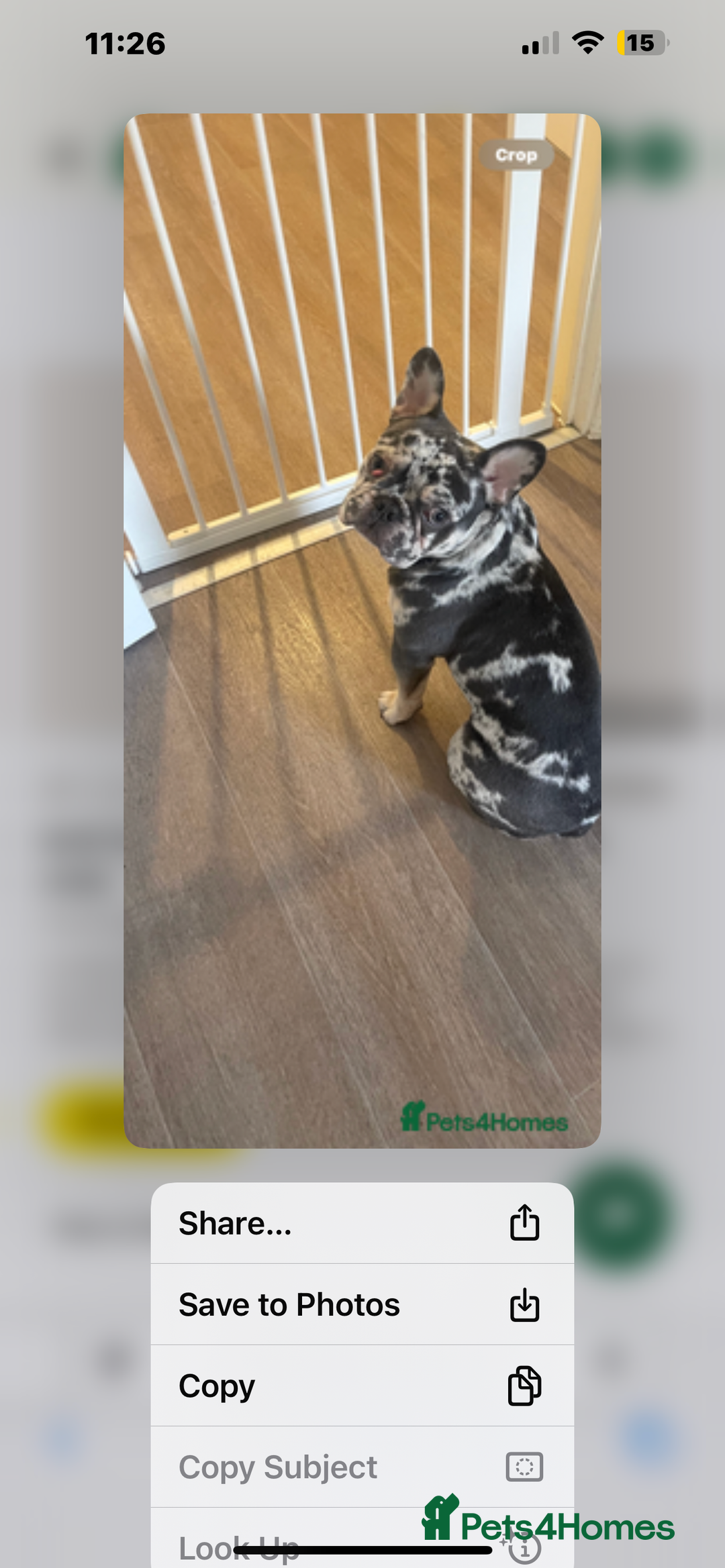 French Bulldog dogs for sale: 1 year old frenchie for sale  - Image 2