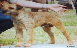 Border Terrier dogs for sale: Border terrier puppies  - Image 11