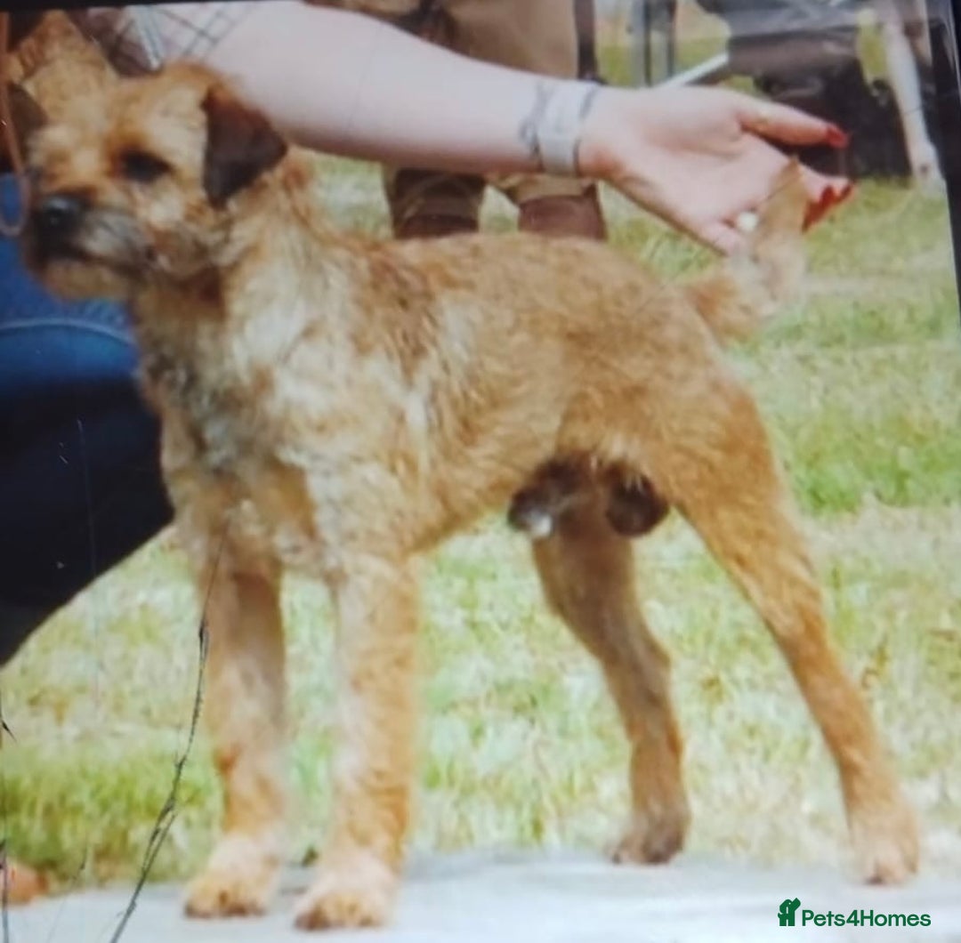 Border Terrier dogs for sale: Border terrier puppies  - Image 11