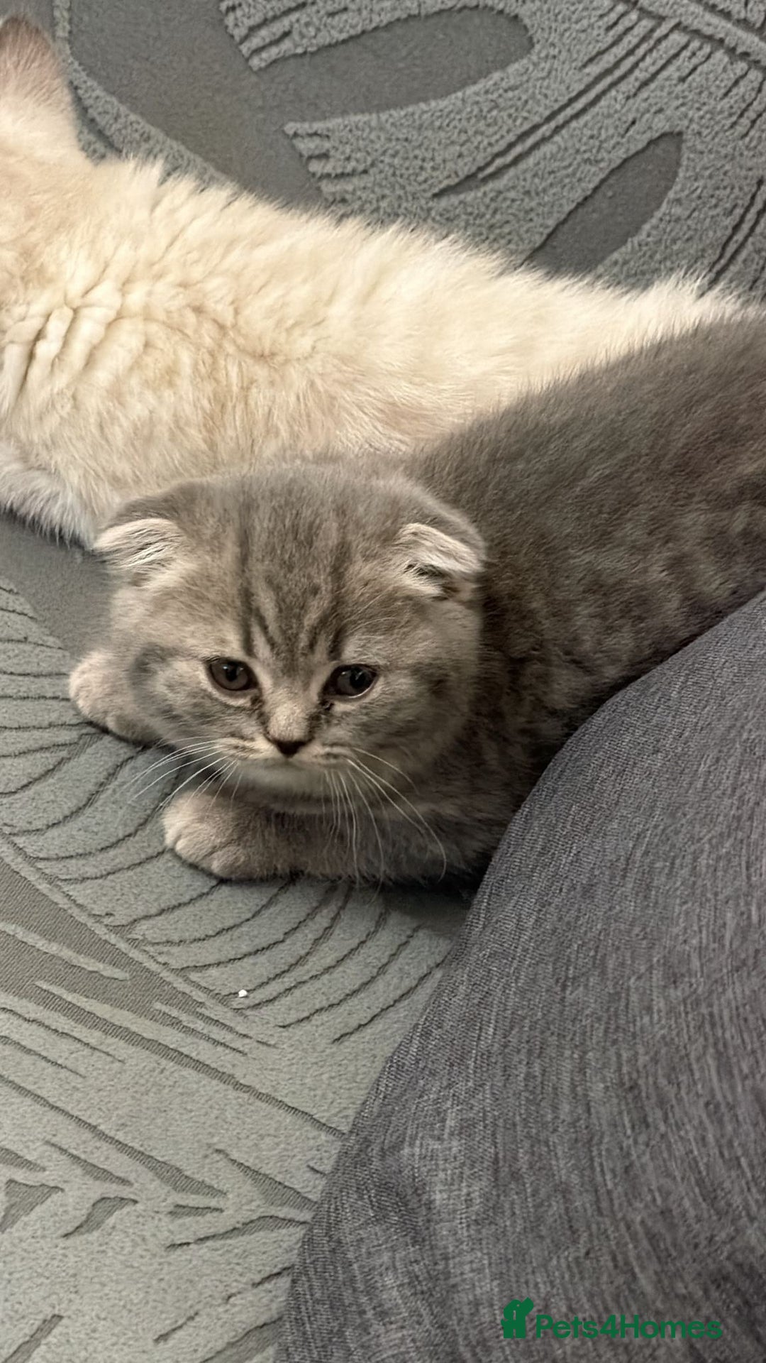 Scottish Fold cats for sale: Scottish Fold Female Kitten Blue/Silver Rare - Advert 7
