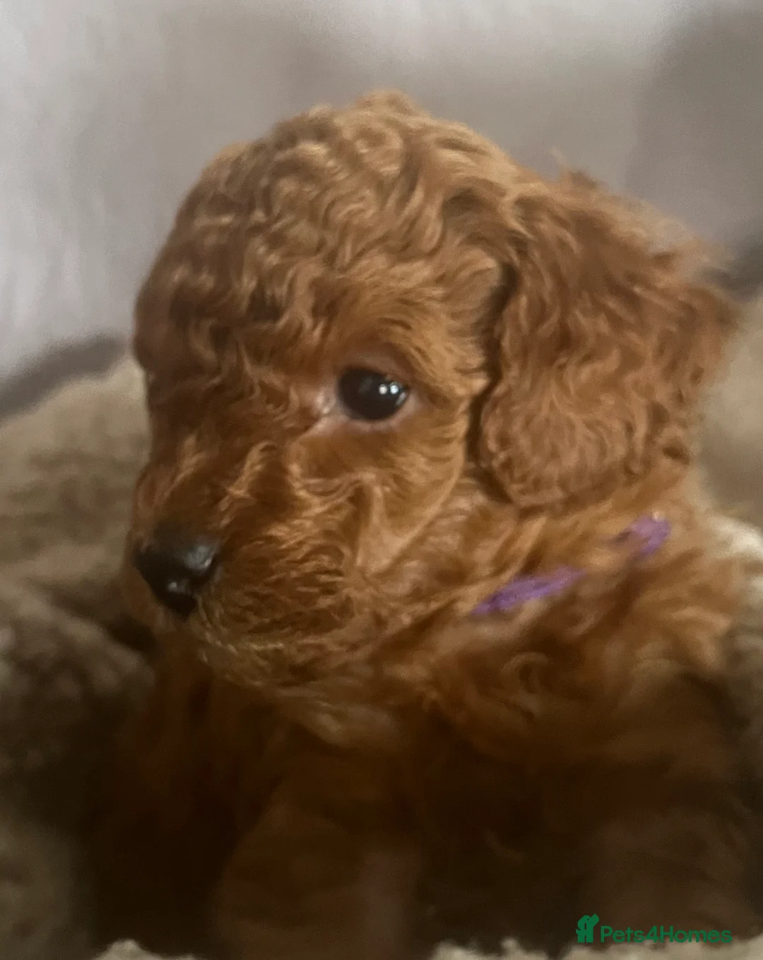 Toy Poodle dogs for sale: Toy Poodle Puppies - Advert 2