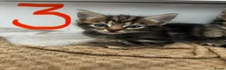 Mixed Breed cats for sale: 5 Female blonde Tabby’s and 1 black female - Advert 7
