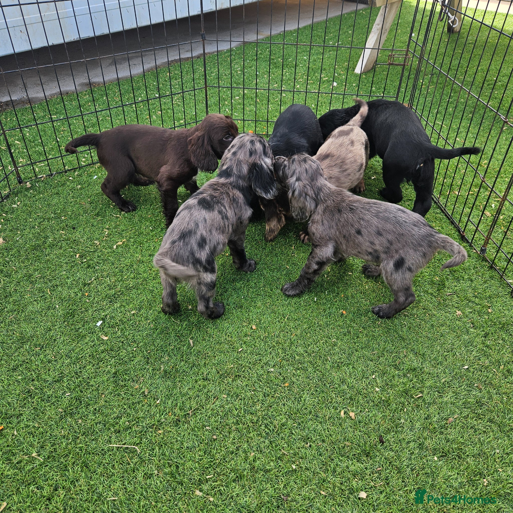 Cocker Spaniel dogs Lovely and Rare marking Working Cocker Spaniels - Advert 1