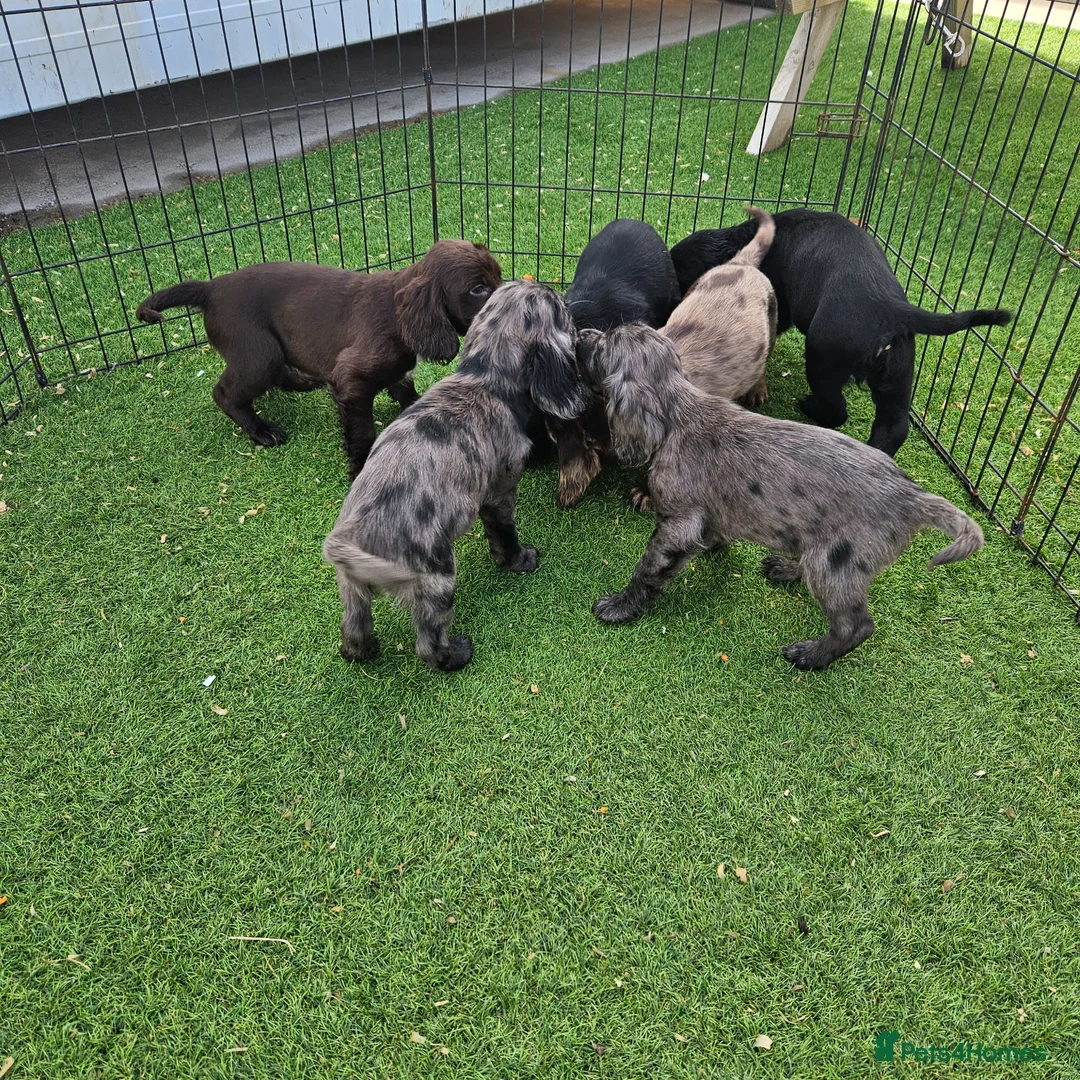 Cocker Spaniel dogs for sale: Lovely and Rare marking Working Cocker Spaniels - Advert 1