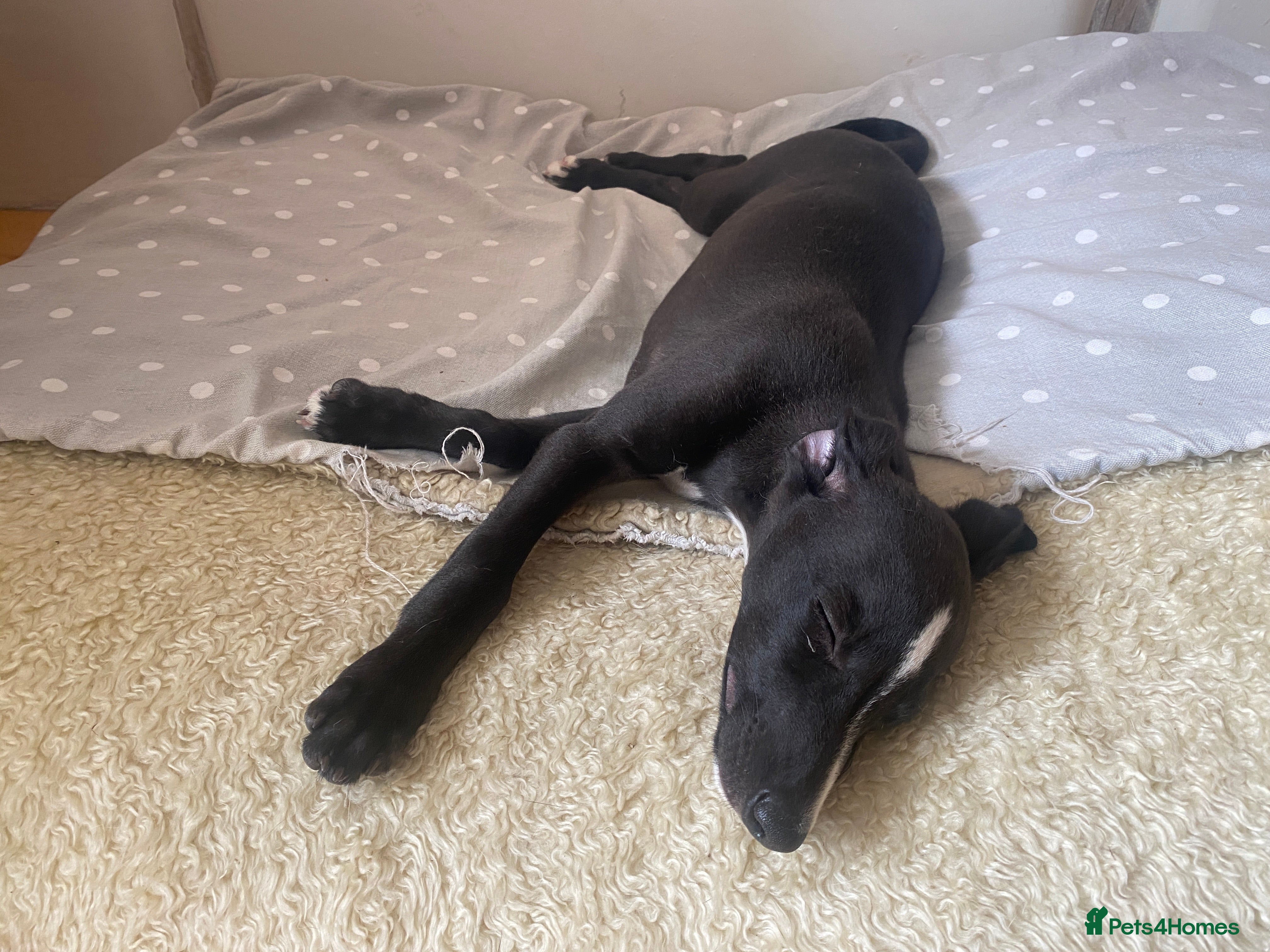 Whippet dogs KC Registered Pedigree Whippet Puppies for Sale - Advert 2