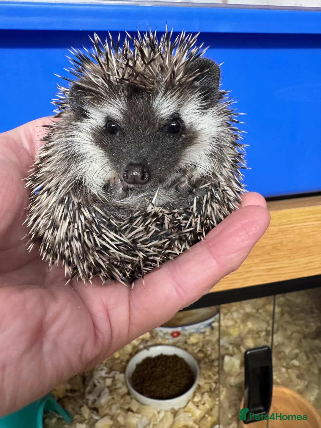 Pygmy Hedgehog rodents for sale: Hoglets full/dual masked/ split faced/reverse - Advert 9