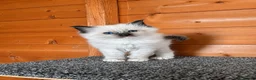 Ragdoll cats for sale: Ragdoll kittens for reservation 🫶 - Advert 7