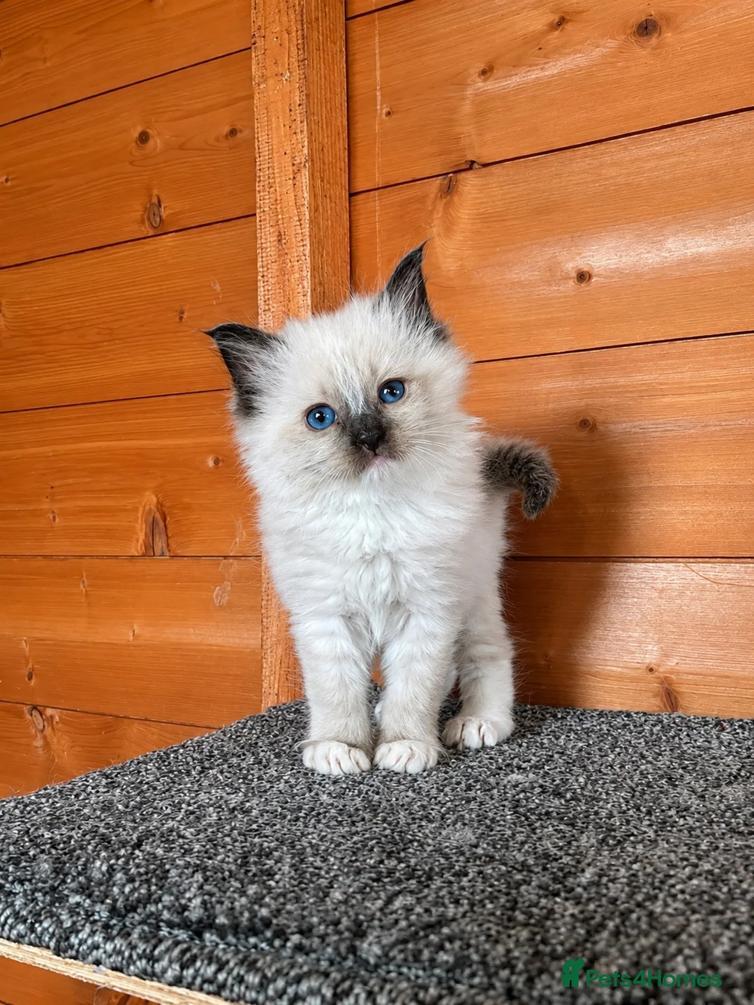 Ragdoll cats for sale: Ragdoll kittens for reservation 🫶 - Advert 7