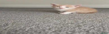 Mixed Breed 1