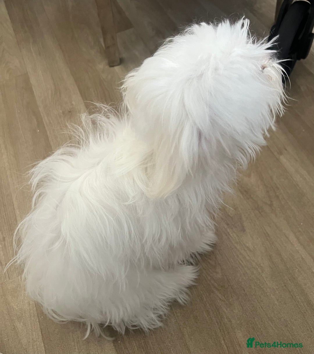 Maltese dogs for sale: Maxie - Image 2