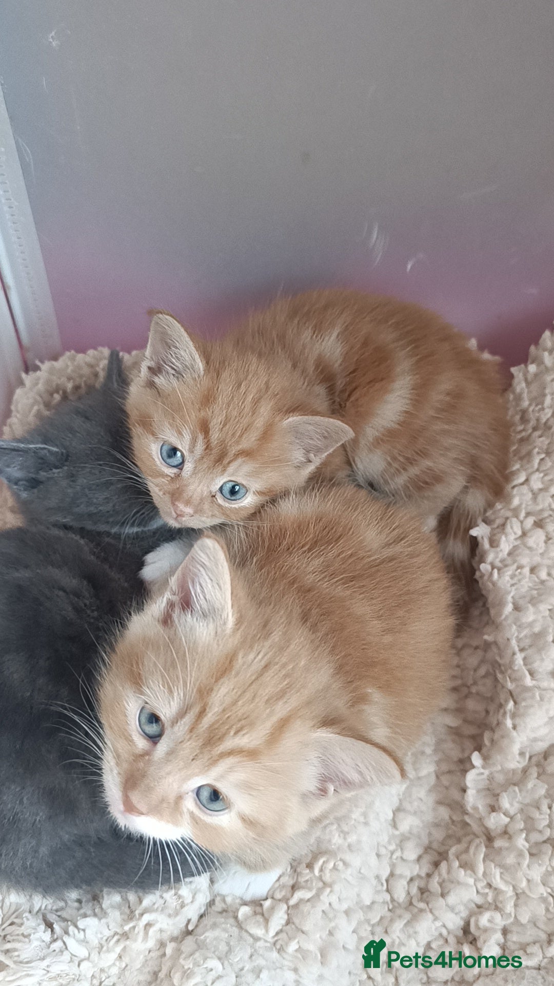 Ragdoll cats for sale: Gorgeous ragdoll X breed kitties  - Advert 2