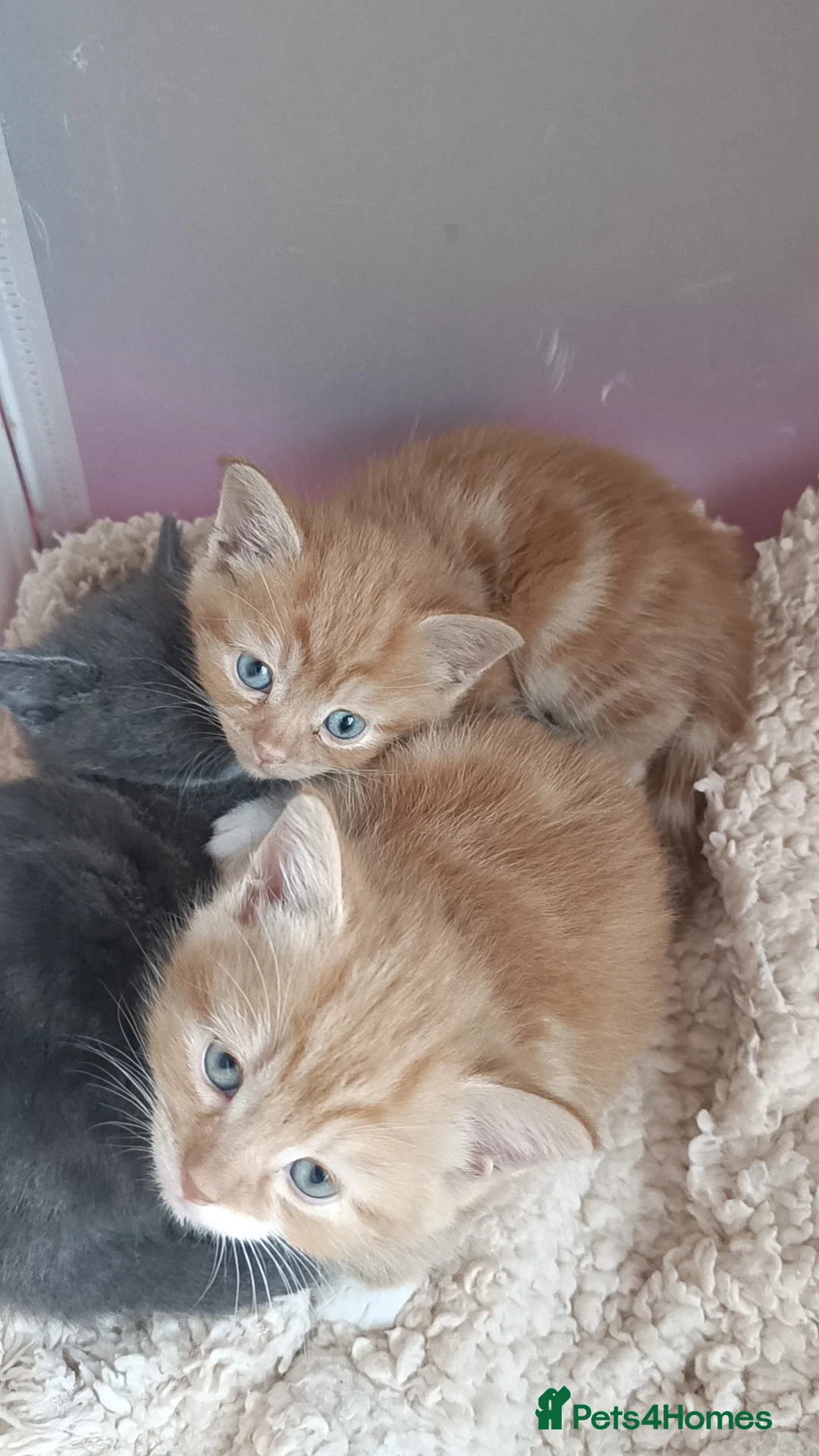 Ragdoll cats for sale: Only ginger male available  - Advert 2