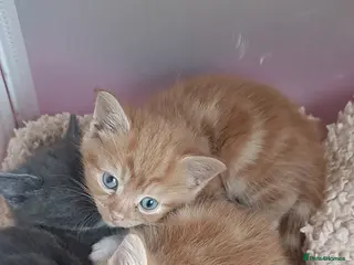 Ragdoll cats Gorgeous ragdoll X breed kitties - Advert 12