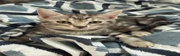 Bengal cats for sale: 🐾 Beautiful Bengal x Maine Coon Kittens 🐾 - Advert 13