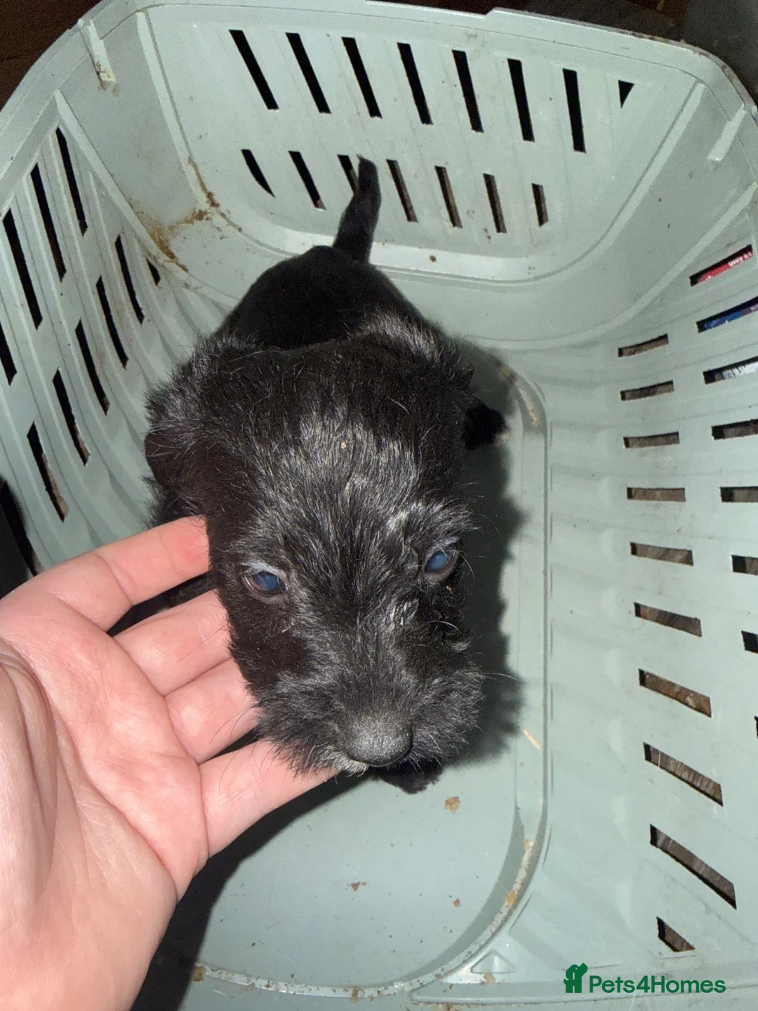 Jackapoo dogs for sale: Jackapoo poppys  in Peterborough - Advert 2