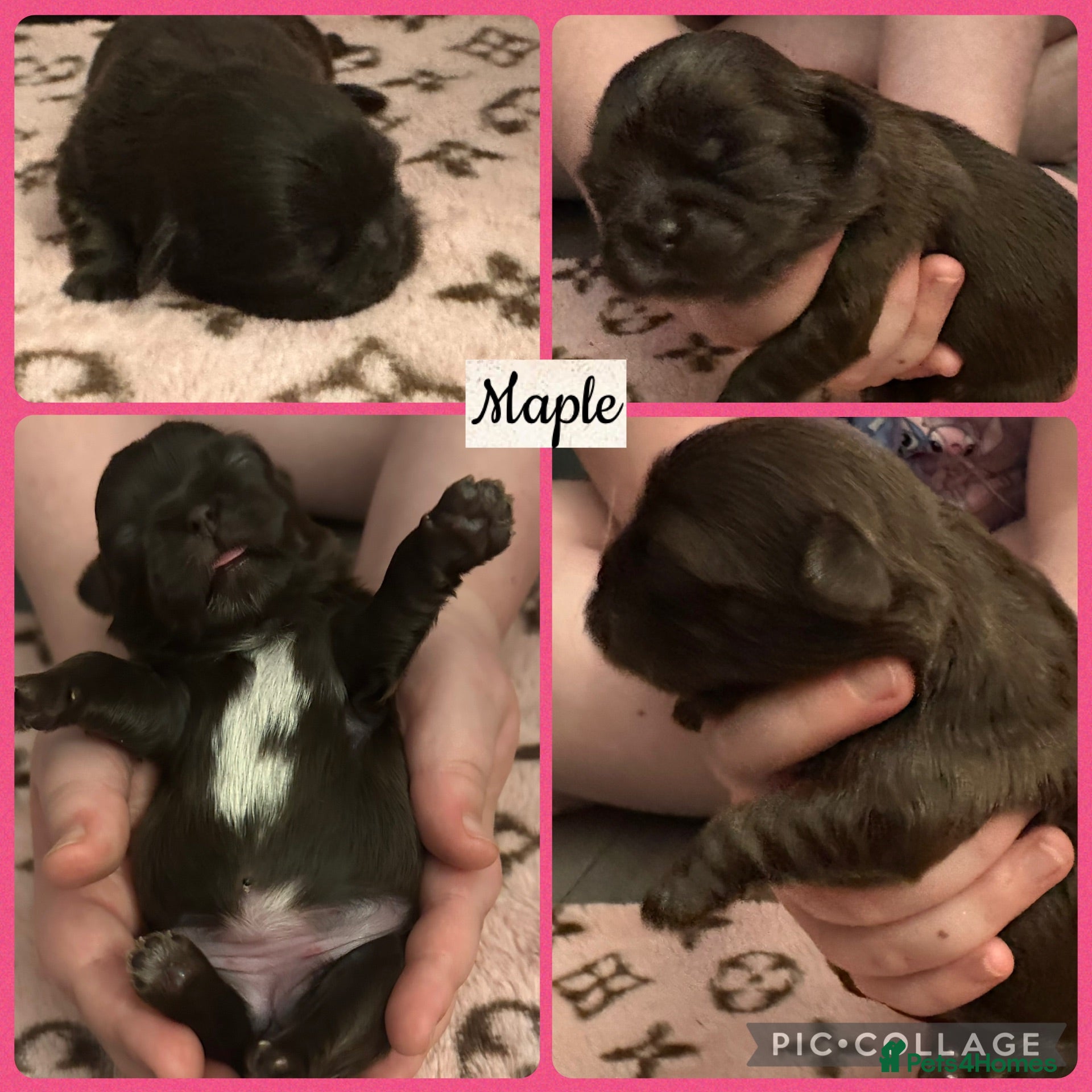 Shih Tzu dogs Oustanding Chocolate Imperial Shih Tzus 🍫 - Advert 8