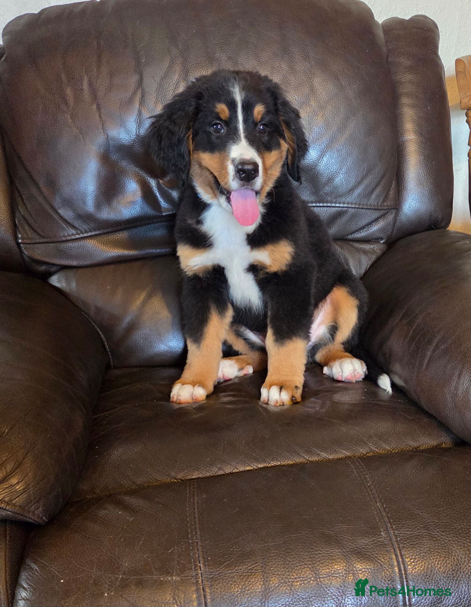 Bernese Mountain Dog dogs Beautiful Bernese Mountain puppies  - Advert 2