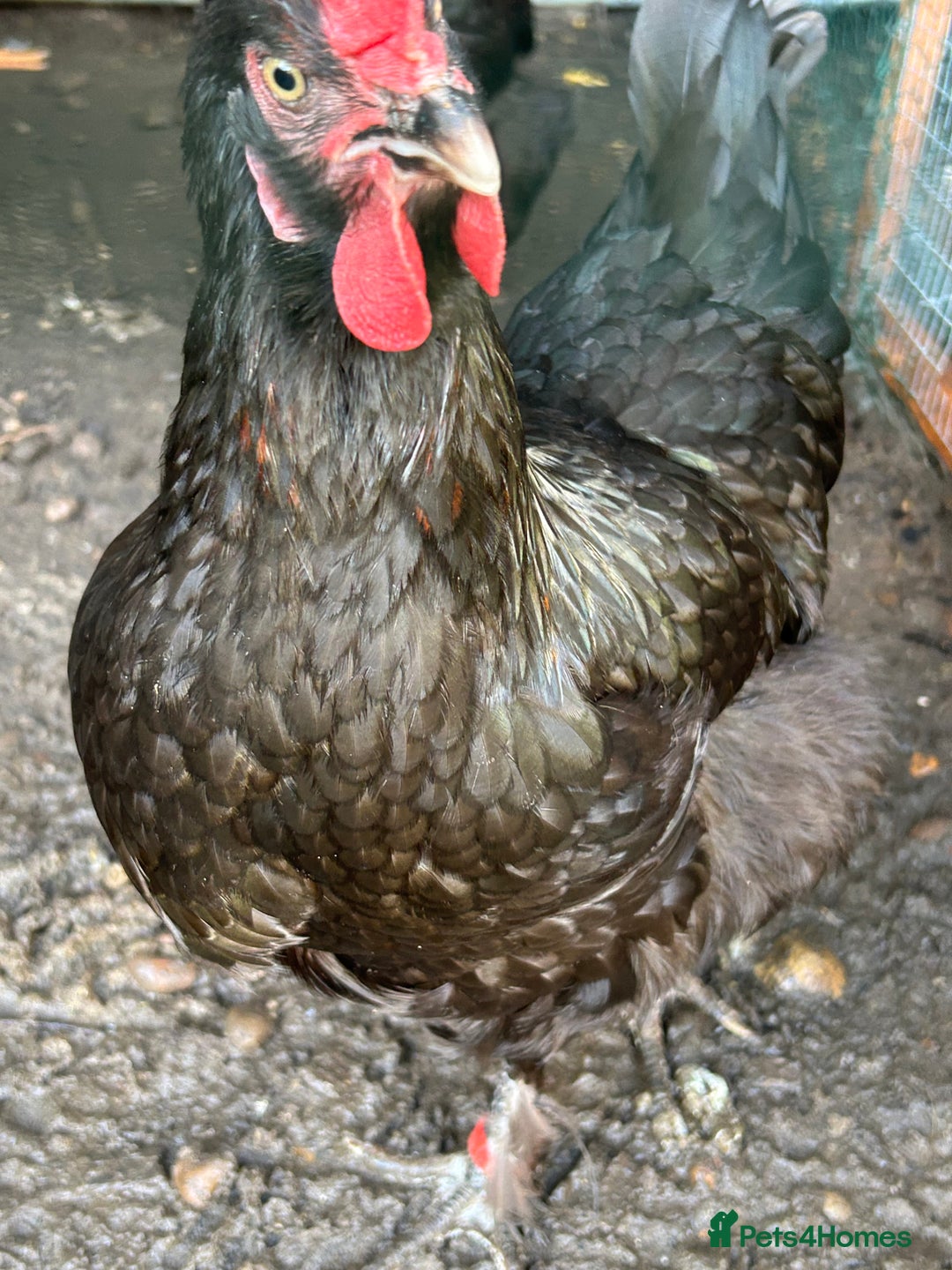 Chickens poultry for sale: 11 chickens for sale  - Image 8