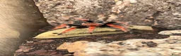 Tarantulas invertebrates for sale: Selling 6 of my Brachypelma - Advert 4