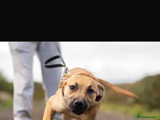 Mixed Breed dogs Lovely bullherder - Advert 1