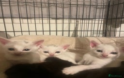 Mixed Breed cats for sale: 4 beautiful kittens ready in 2 weeks  - Image 1