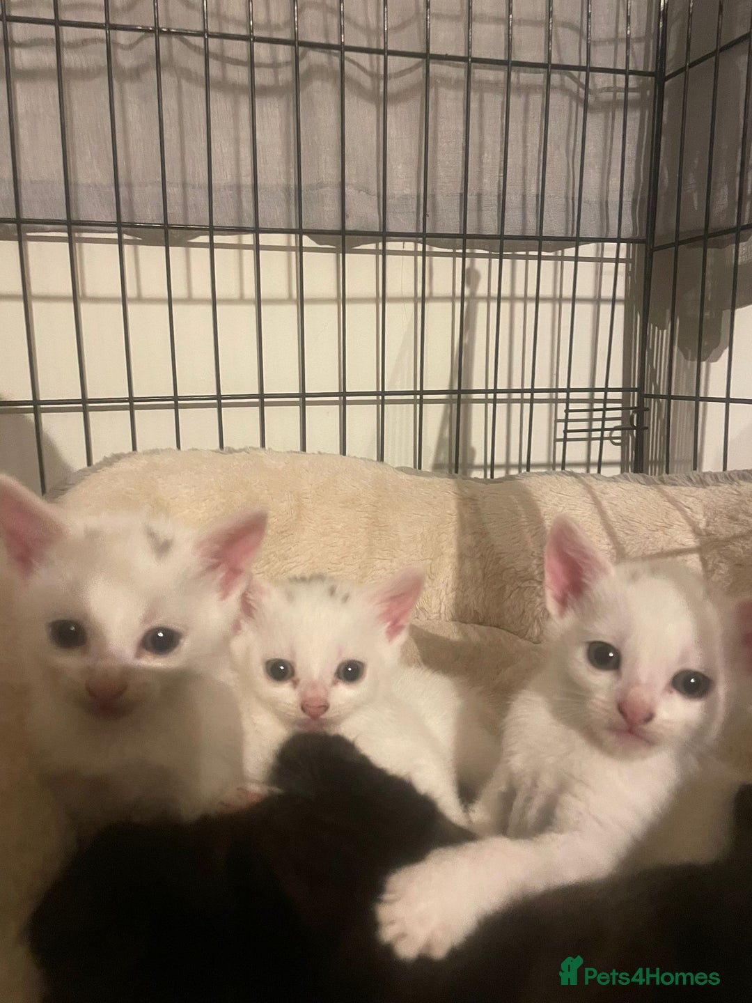 Mixed Breed cats for sale: 4 beautiful kittens ready in 2 weeks  - Image 1