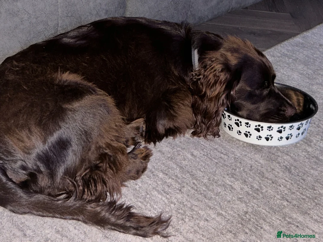 Cocker Spaniel dogs for sale: MeetMilo  - Advert 2