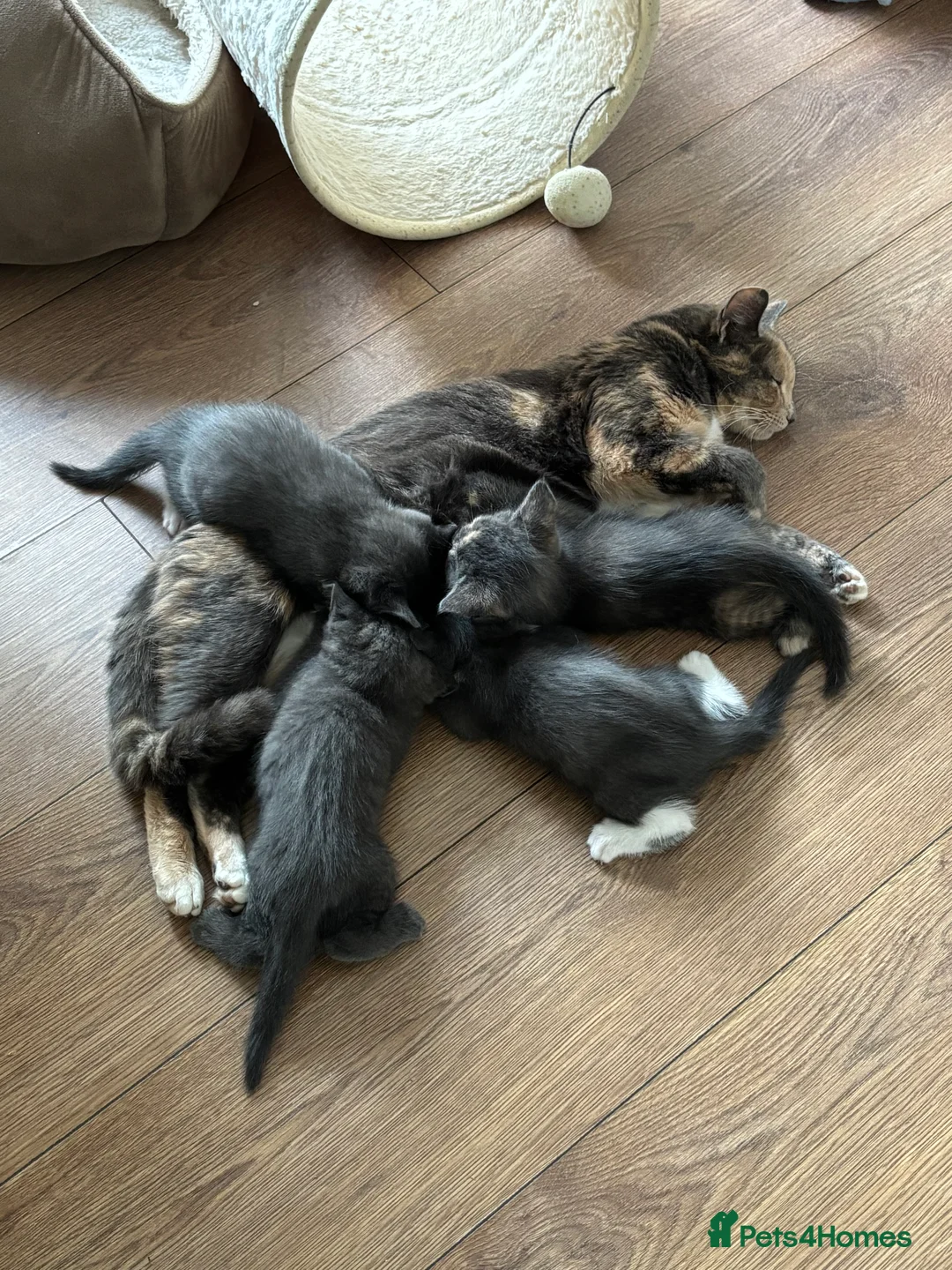 Domestic Shorthair cats for sale: Beautiful grey kittens available now - Advert 2